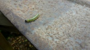 larve Buxusmot op achterkant schop © 2015 MV