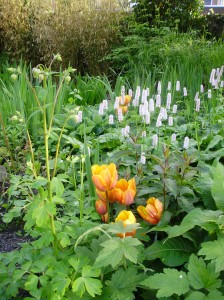 Lente met tulpen en diverse vaste planten -Borderontwerp Mariëtte Verlaan