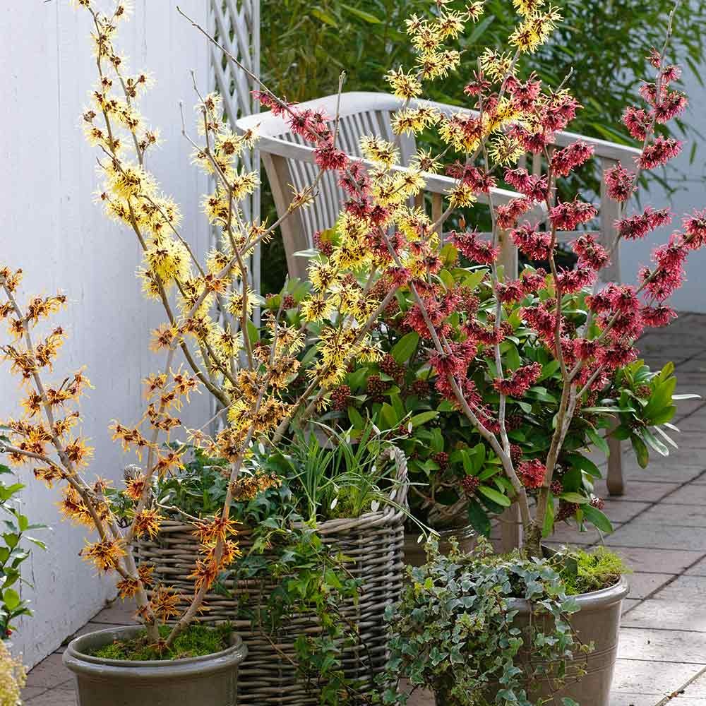 synoniemenlijst loterij bitter 5 geurende winterplanten voor tuin en balkon | Tuincoach Blog